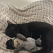 Batman participe au concours pour gagner de l'argent avec cette photo : black_cat, cat, stuffed_toy, toy, bed, blanket, zigzag_pattern, sleeping, nap, cozy, pet, animal, fur, whiskers, paw, indoor, resting, cute, soft, relaxed