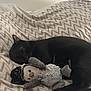 black_cat, cat, stuffed_toy, toy, bed, blanket, zigzag_pattern, sleeping, nap, cozy, pet, animal, fur, whiskers, paw, indoor, resting, cute, soft, relaxed