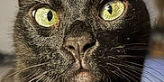 Batman participe au concours pour gagner de l'argent avec cette photo : cat, black_cat, close_up, green_eyes, whiskers, pet, animal, feline, curious, indoor, portrait, face, fur, ears, nose, focus, domestic_animal, mammal, whiskers_visible, alert