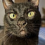 cat, black_cat, close_up, green_eyes, whiskers, pet, animal, feline, curious, indoor, portrait, face, fur, ears, nose, focus, domestic_animal, mammal, whiskers_visible, alert