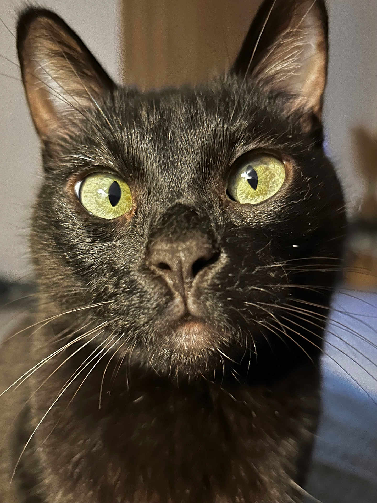 Batman participe au concours pour gagner de l'argent avec cette photo : cat, black_cat, close_up, green_eyes, whiskers, pet, animal, feline, curious, indoor, portrait, face, fur, ears, nose, focus, domestic_animal, mammal, whiskers_visible, alert