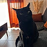 Batman participe au concours pour gagner de l'argent avec cette photo : cat, black_cat, pet, animal, feline, sitting, sofa, couch, indoors, living_room, curtains, window, sunlight, backlighting, pampas_grass, pillows, rug, tile_floor, portrait, home_decor