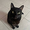 cat, black_cat, pet, animal, feline, green_eyes, whiskers, pointed_ears, sitting, indoor, tile_floor, home, portrait, close_up, staring, fur, tail, paws, photography, cute