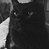 Batman a rejoint le concours — aidez-le/la à gagner de superbes lots ! cat, black_cat, animal, pet, portrait, close_up, black_and_white, monochrome, whiskers, ears, eyes, fur, sitting, blanket, indoors, cozy, cute, serious, heart, photography