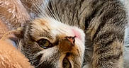 Elfe participe au concours pour gagner de l'argent avec cette photo : cat, tabby, sleeping, cozy, blanket, fur, whiskers, pet, animal, cute, relaxed, indoor, resting, soft, warm, closeup, portrait, feline, comfort, nap
