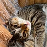 cat, tabby, sleeping, cozy, blanket, fur, whiskers, pet, animal, cute, relaxed, indoor, resting, soft, warm, closeup, portrait, feline, comfort, nap