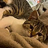 cat, tabby_cat, blanket, bed, floral_pattern, cozy, indoor, pet, fur, whiskers, paws, resting, cute, animal, sleepy, domestic_animal, feline, comfort, soft, relaxed
