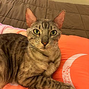 Tai joined the competition — help win amazing prizes! cat, tabby, green_eyes, couch, orange_cushion, crescent_moon, indoor, pet, feline, relaxed, whiskers, striped, paw, close_up, animal, cute, domestic_cat, laying, cozy, fur