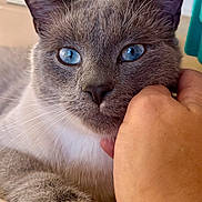 Sky joined the competition — help win amazing prizes! cat, gray_cat, blue_eyes, close_up, pet, animal, feline, whiskers, paw, human_hand, domestic_cat, fur, indoor, cute, calm, soft_texture, face, petting, companion, relaxation