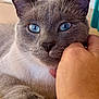 cat, gray_cat, blue_eyes, close_up, pet, animal, feline, whiskers, paw, human_hand, domestic_cat, fur, indoor, cute, calm, soft_texture, face, petting, companion, relaxation