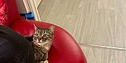 Vicky a rejoint le concours — aidez-le/la à gagner de superbes lots ! cat, tabby, red_chair, indoor, floor, person, shoulder, bowl, curious, pet, feline, resting, fur, ears, whiskers, green_eyes, home, cozy, relaxed, seated