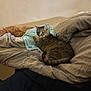 Vicky a rejoint le concours — aidez-le/la à gagner de superbes lots ! cat, tabby, bed, blanket, pillow, indoor, pet, fur, sleepy, cozy, resting, domestic, animal, cute, feline, curious, home, laying, soft, relaxed
