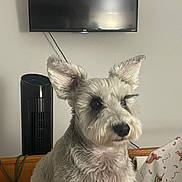 Kiko is registered to the contest to win money with this photo: animal, bedroom, blanket, companion, curious, cute, dog, domestic, fan, fluffy, furniture, gray_fur, home, indoor, large_ears, pet, portrait, resting, television, watching