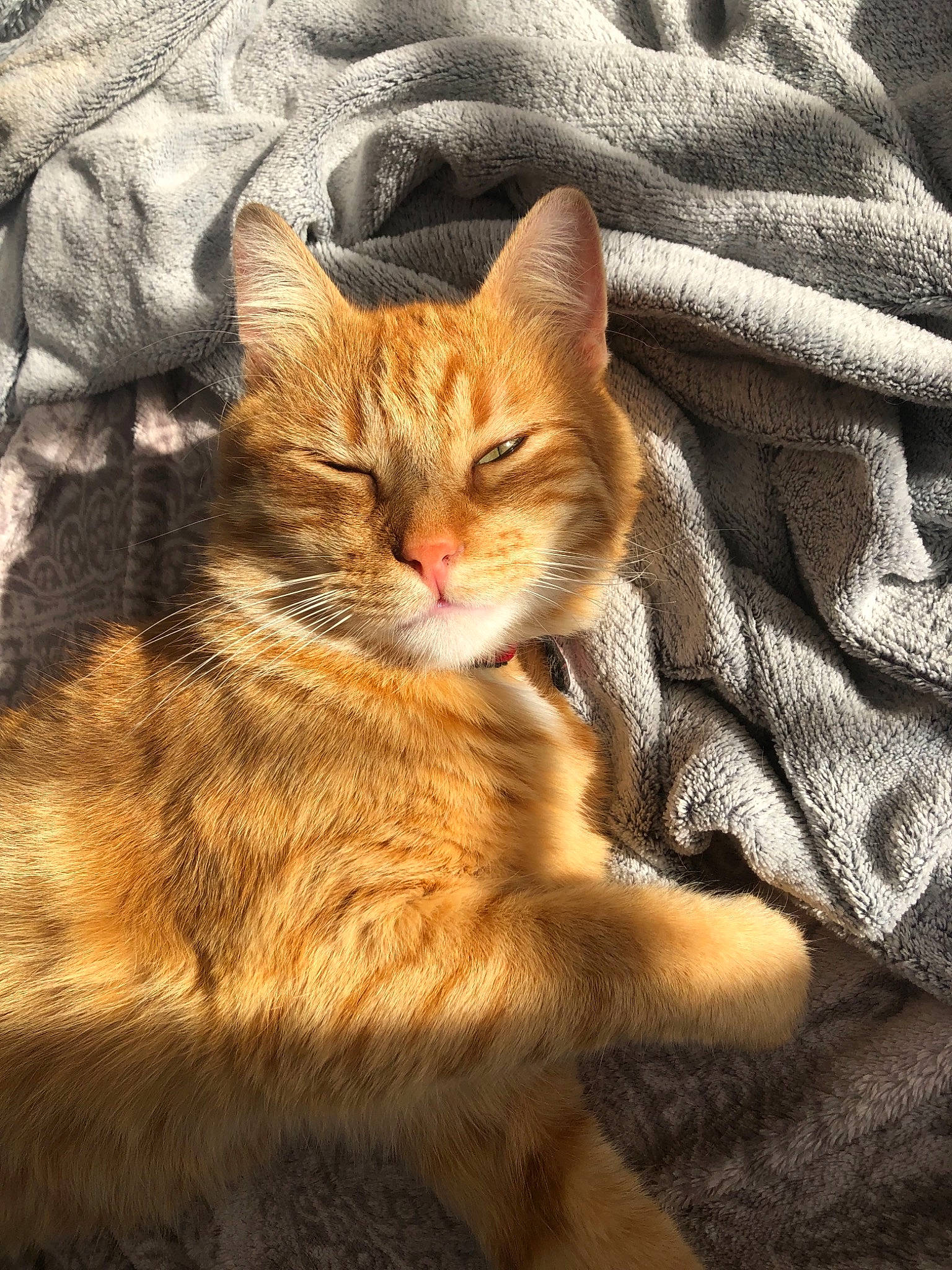 Ronron participe au concours pour gagner de l'argent avec cette photo :