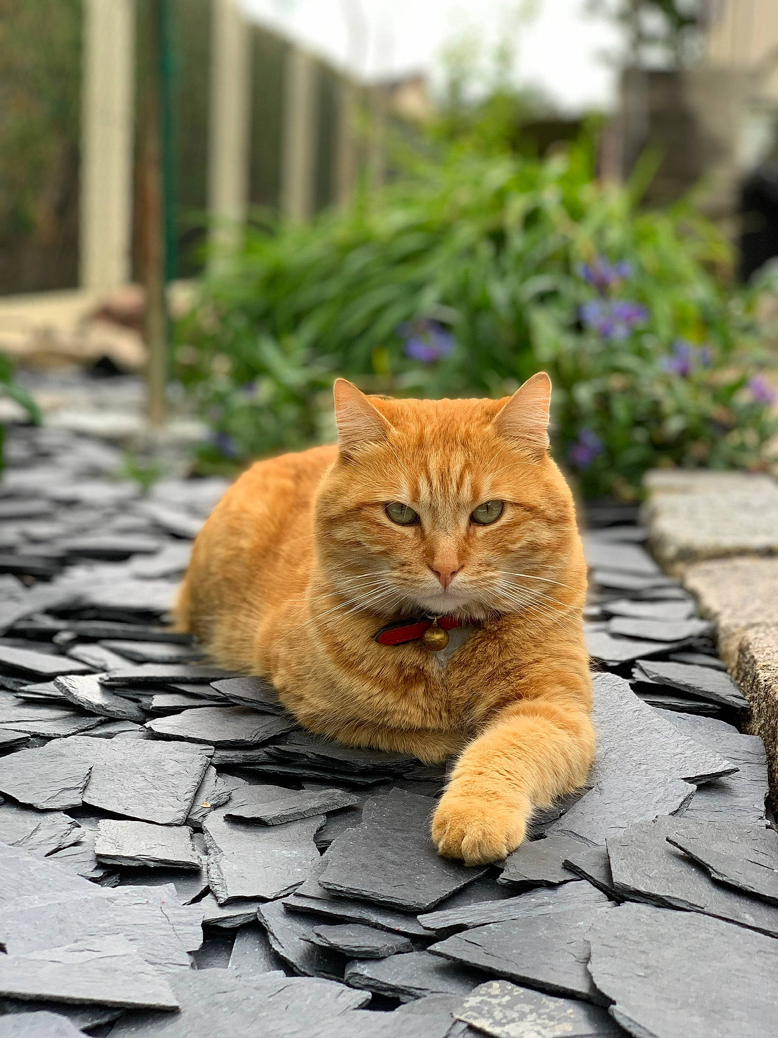 Ronron participe au concours pour gagner de l'argent avec cette photo :