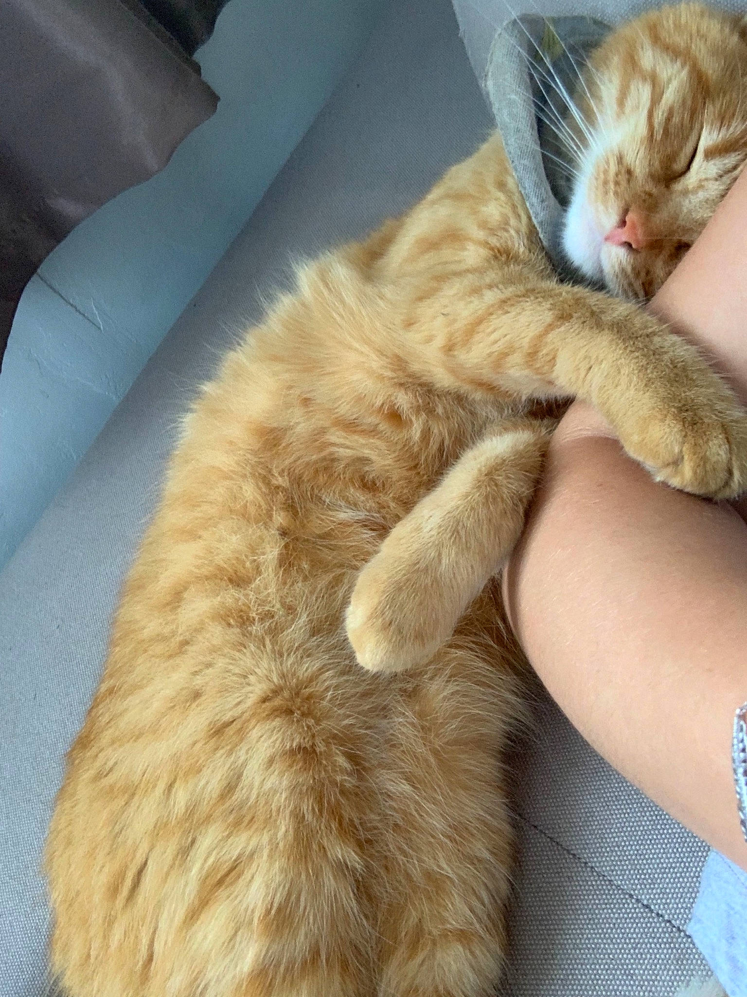 Ronron participe au concours pour gagner de l'argent avec cette photo :