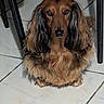 Socket a rejoint le concours — aidez-le/la à gagner de superbes lots ! alert, black_nose, brown_fur, centered, chair_legs, companion_animal, cute, dark_eyes, dog, floor, floppy_ears, front_facing, home, indoors, long_hair, pet, photograph, portrait, sitting, tile_floor