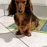 Socket a rejoint le concours — aidez-le/la à gagner de superbes lots ! animal, black_ears, brown_fur, cute, dachshund, dog, fluffy, front_view, home, indoors, kitchen, long_ears, long_hair, mat, pet, portrait, sad_expression, sitting, small_dog, tile_floor