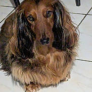 Socket a rejoint le concours — aidez-le/la à gagner de superbes lots ! animal, brown_dog, brown_fur, companion_animal, cute, dark_eyes, dog, floor, floppy_ears, home, indoors, long_hair, looking_at_camera, pet, photography, portrait, shaggy_coat, sitting, small_dog, tiled_floor