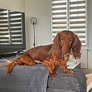 Rachel a rejoint le concours — aidez-le/la à gagner de superbes lots ! blanket, brown_fur, collar, couch, dachshund, dog, furniture, home_interior, lamp, living_room, long_haired, looking_at_camera, paws, pet, portrait, relaxed, sofa, tail, television, window_blinds