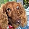 adorable, animal, blurred_background, brown_dog, brown_fur, canine, close_up, dog, floppy_ears, focused, greenery, long_hair, outdoor, pet, photography, portrait, red_collar, shiny_nose, soulful_eyes, window