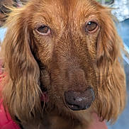 Rachel a rejoint le concours — aidez-le/la à gagner de superbes lots ! dog, golden_dog, close_up, portrait, face, eyes, nose, ears, long_hair, floppy_ears, brown_fur, golden_fur, pet, animal, looking_at_camera, sleepy, outdoor, blurred_background, pink_clothing, photography