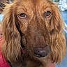 animal, blurred_background, brown_fur, close_up, dog, ears, eyes, face, floppy_ears, golden_dog, golden_fur, long_hair, looking_at_camera, nose, outdoor, pet, photography, pink_clothing, portrait, sleepy