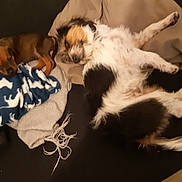 Olea a rejoint le concours — aidez-le/la à gagner de superbes lots ! carnivoran, companion_dog, dog, dog_breed, dog_breed_group, dog_like_mammal, fur, puppy, sporting_group, vertebrate