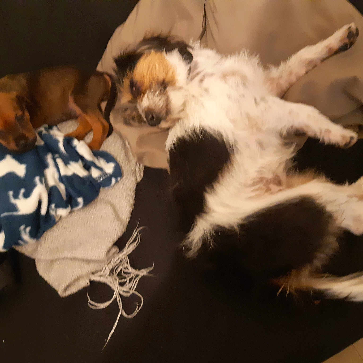 Olea a rejoint le concours — aidez-le/la à gagner de superbes lots ! carnivoran, companion_dog, dog, dog_breed, dog_breed_group, dog_like_mammal, fur, puppy, sporting_group, vertebrate