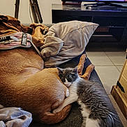 Moustache participe au concours pour gagner de l'argent avec cette photo : animal, architecture, baby, building, canine, cat, computerhardware, couch, dog, electronics, furniture, hardware, hardwood, indoors, monitor, person, pet, screen, tv, wood