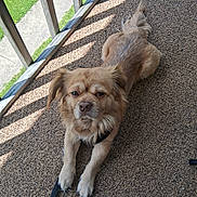 Chewy is registered to the contest to win money with this photo: dog, leash, outdoor, carpet, sunlight, shadow, wooden_railing, pet, canine, fur, paws, expression, calm, resting, texture, natural_light, backyard, sidewalk, grass, relaxing