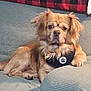 Chewy joined the competition — help win amazing prizes! dog, golden, fluffy, couch, blanket, indoor, pet, relaxed, canine, fur, seated, comfort, cozy, looking, home, animal, mammal, domestic, face, ears