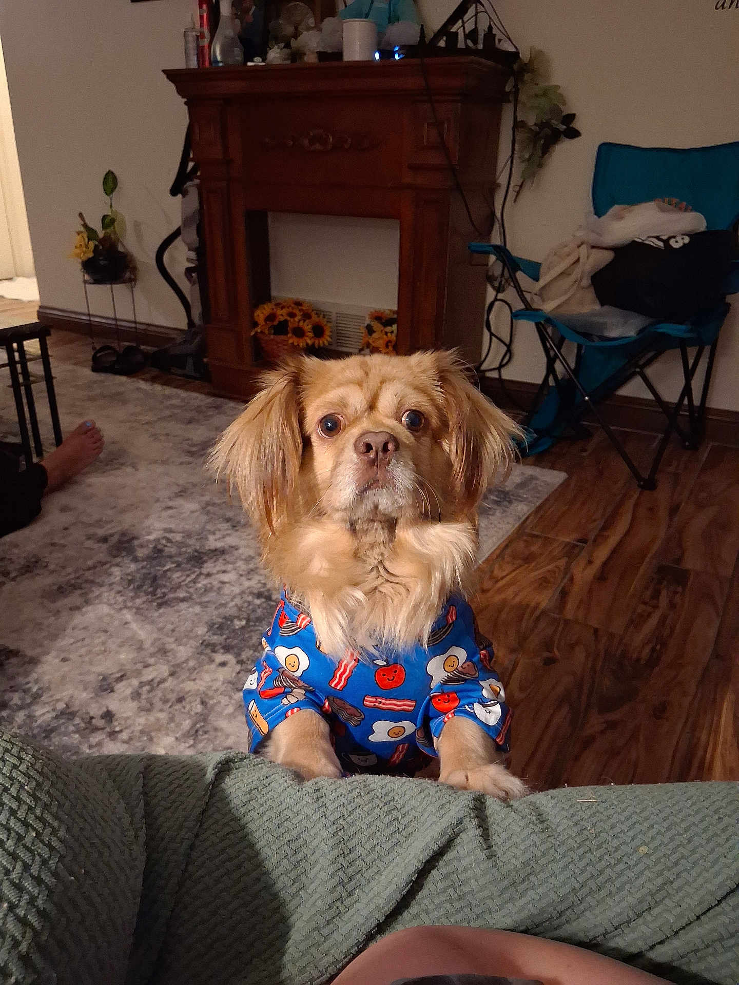 Chewy joined the competition — help win amazing prizes! dog, pet, indoor, living_room, clothing, curious, brown_fur, blanket, wood_floor, fireplace, chair, rug, person, foot, casual, home, furniture, cute, animal, looking