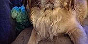 Chewy joined the competition — help win amazing prizes! dog, glasses, pet, fluffy, couch, indoor, toy, plush, brown_fur, curious, closeup, face, animal, companion, relaxed, portrait, whiskers, nose, sitting, home