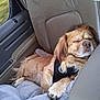 Chewy joined the competition — help win amazing prizes! dog, sleeping, car_interior, car_seat, blanket, harness, paw, fur, closed_eyes, resting, cozy, pet, travel, leather_seat, window, door, calm, relaxed, animal, transport