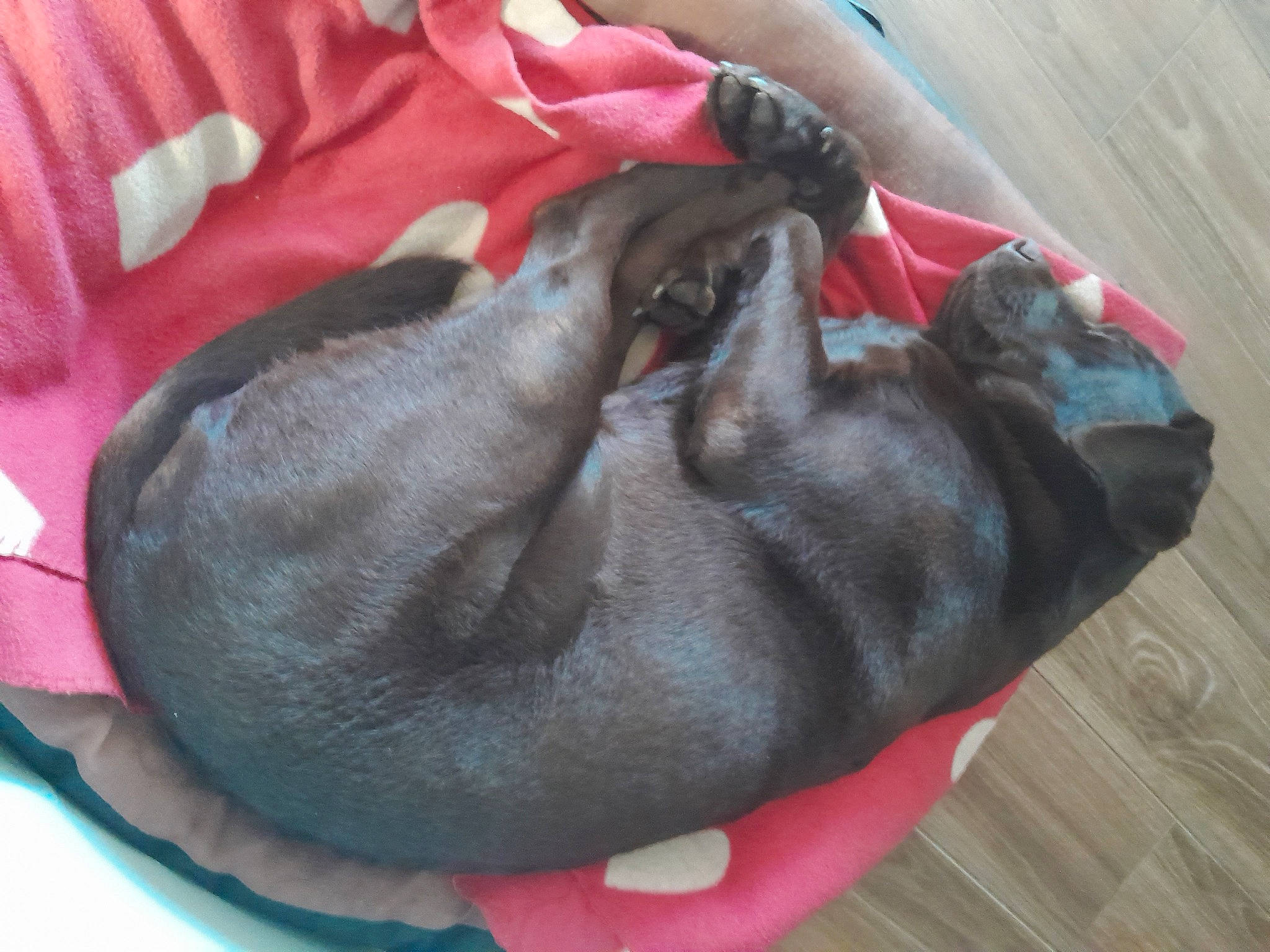 Soprano a rejoint le concours — aidez-le/la à gagner de superbes lots ! carnivore, comfort, companion_dog, dog, dog_bed, dog_breed, dog_supply, fawn, felidae, fur, grey, guard_dog, liver, pet_supply, small_to_medium_sized_cats, sporting_group, tail, terrestrial_animal, whiskers, working_animal