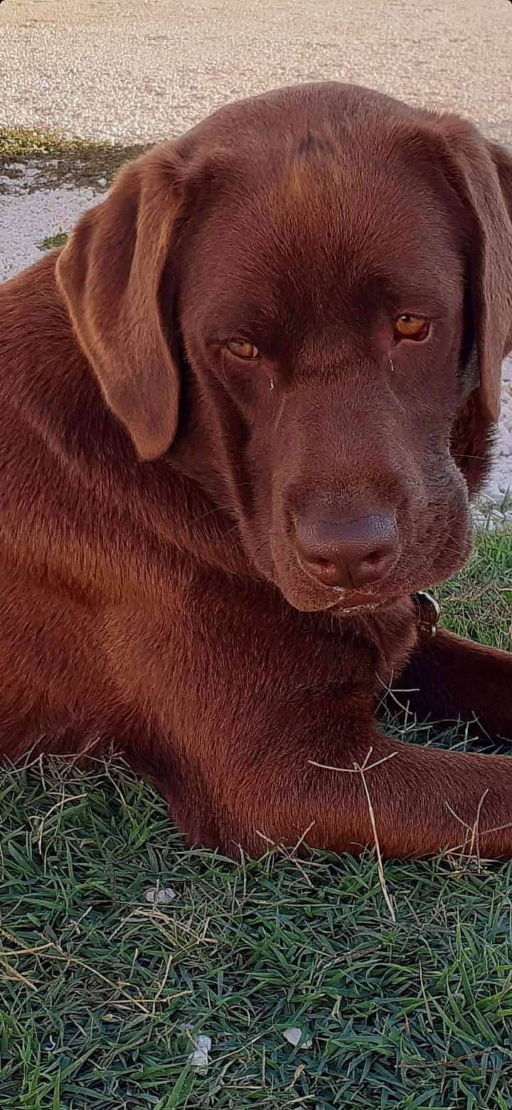 Soprano a rejoint le concours — aidez-le/la à gagner de superbes lots ! borador, canidae, carnivore, collar, companion_dog, dog, dog_breed, fawn, fur, grass, gun_dog, hunting_dog, labrador_retriever, liver, retriever, sporting_group, terrestrial_animal, whiskers, working_animal