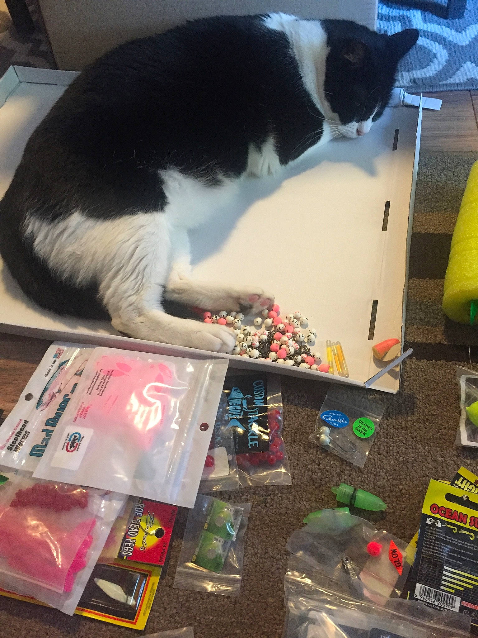 Luther is registered to the contest to win money with this photo: carnivore, cat, felidae, play, small_to_medium_sized_cats, tail