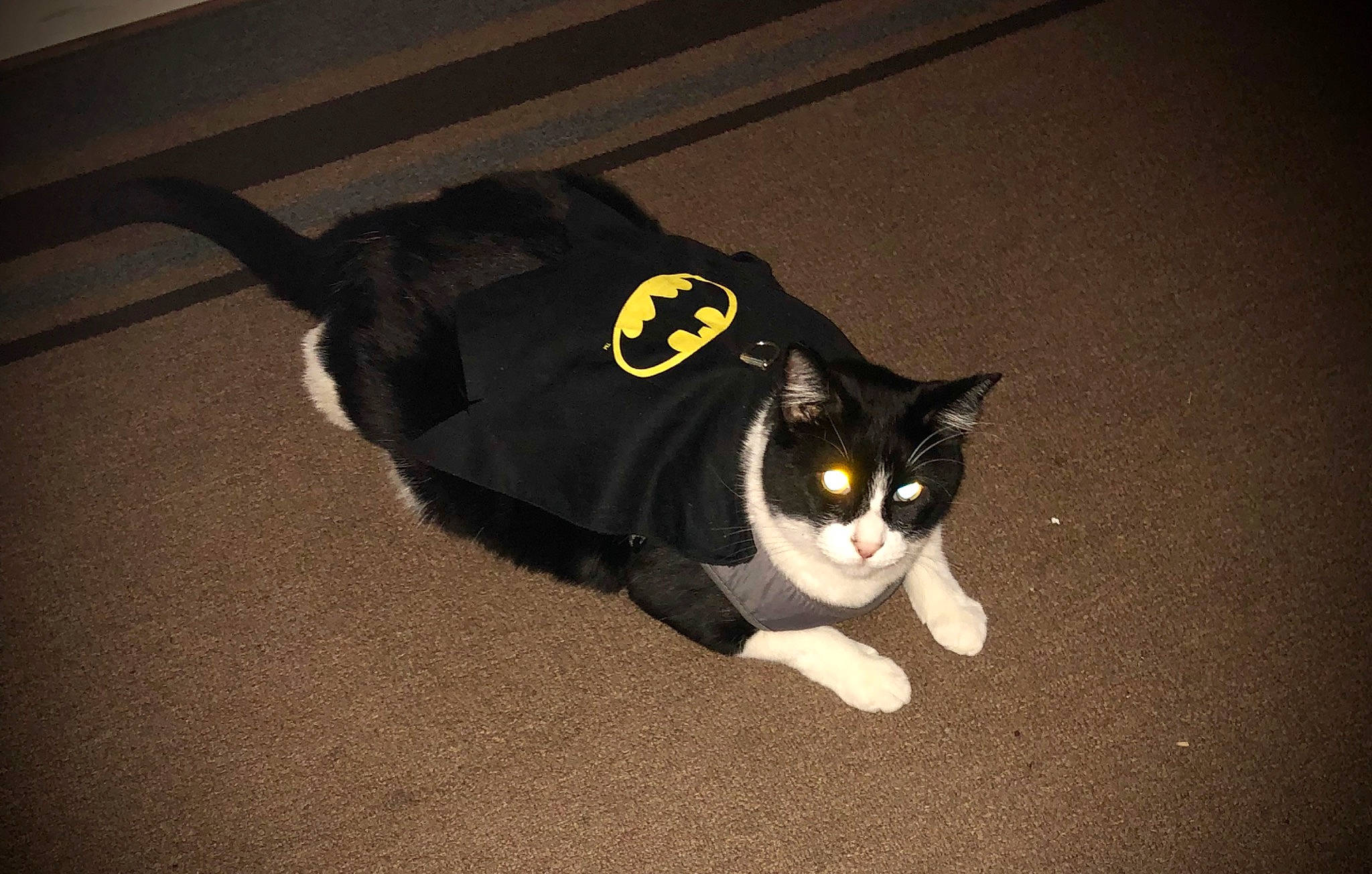 Luther joined the competition — help win amazing prizes! black, black_cat, carnivore, cat, domestic_short_haired_cat, european_shorthair, felidae, floor, fur, paw, small_to_medium_sized_cats, tail, whiskers