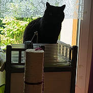 Baguera a rejoint le concours — aidez-le/la à gagner de superbes lots ! black_cat, cat, windowsill, lace_curtain, scratching_post, indoor, pet, feline, shadow, window, curtain, plant_outside, wooden_frame, natural_light, home, animal, domestic_cat, quiet, still_life, silhouette
