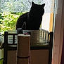 black_cat, cat, windowsill, lace_curtain, scratching_post, indoor, pet, feline, shadow, window, curtain, plant_outside, wooden_frame, natural_light, home, animal, domestic_cat, quiet, still_life, silhouette