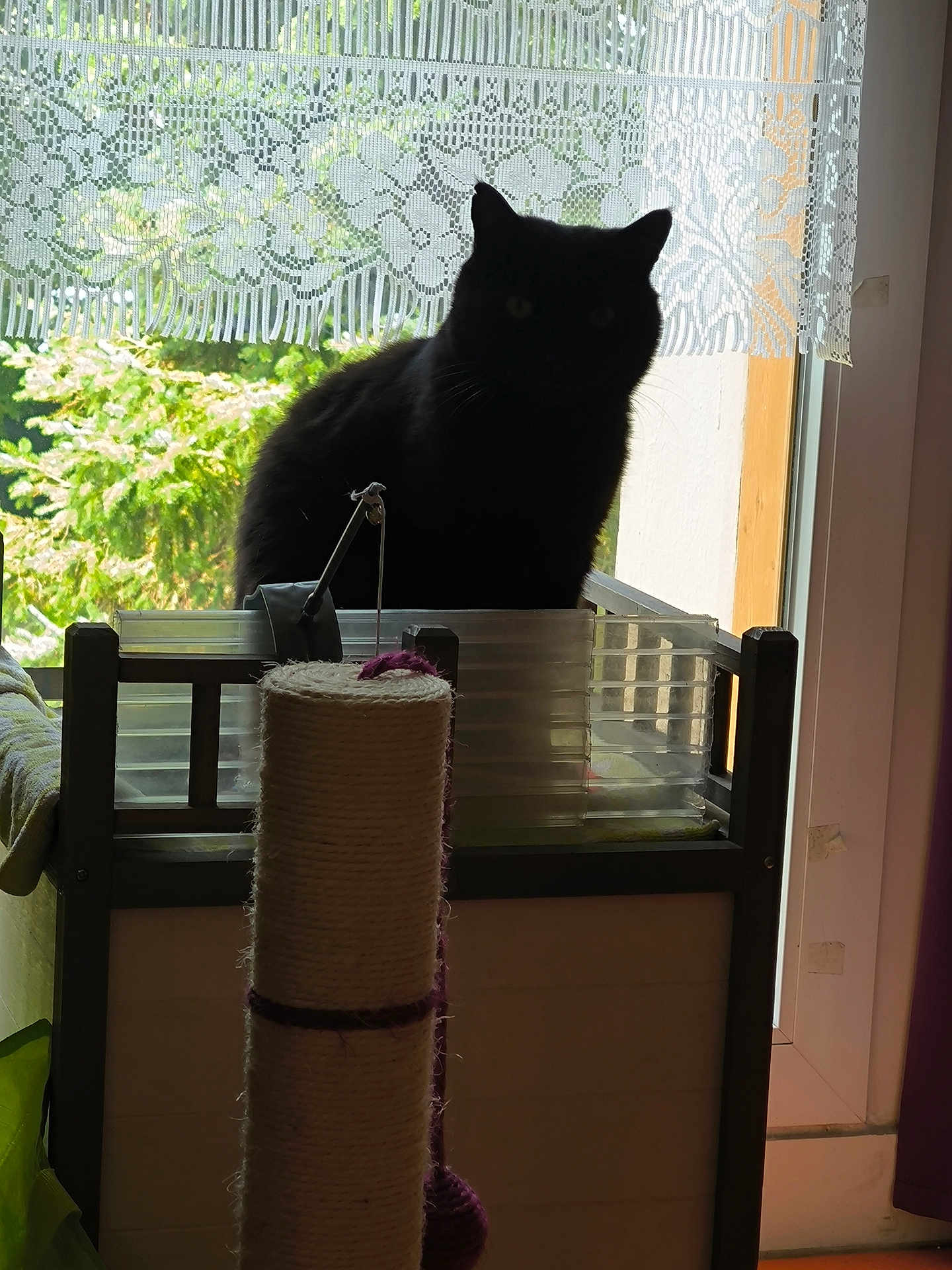 Baguera a rejoint le concours — aidez-le/la à gagner de superbes lots ! black_cat, cat, windowsill, lace_curtain, scratching_post, indoor, pet, feline, shadow, window, curtain, plant_outside, wooden_frame, natural_light, home, animal, domestic_cat, quiet, still_life, silhouette