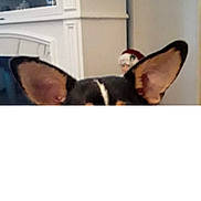 Milo is registered to the contest to win money with this photo: dog, ears, close_up, indoor, television, furniture, decor, wall, living_room, pet, black, brown, white, household, cute, animal, companion, blur, background, watching