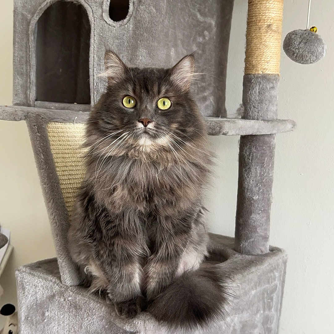 Twinkies a rejoint le concours — aidez-le/la à gagner de superbes lots ! cat, fluffy, gray, yellow_eyes, cat_tree, indoor, pet, furniture, toy, playful, animal, cute, sitting, fur, domestic_cat, whiskers, tail, household, relaxed, looking