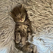 Twinkies a rejoint le concours — aidez-le/la à gagner de superbes lots ! kitten, sleeping, fluffy, fur, cute, animal, pet, cozy, blanket, resting, adorable, small, soft, cute_animal, feline, young, domestic_cat, relaxed, indoor, comfort