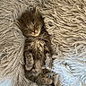 kitten, sleeping, fluffy, fur, cute, animal, pet, cozy, blanket, resting, adorable, small, soft, cute_animal, feline, young, domestic_cat, relaxed, indoor, comfort