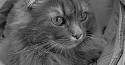 Twinkies participe au concours pour gagner de l'argent avec cette photo : cat, fluffy, pet, animal, mesh_bag, indoor, close_up, black_and_white, feline, curious, soft_texture, face, whiskers, ears, sitting, cozy, heart_symbol, zipper, fabric, domestic_animal