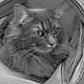 cat, fluffy, pet, animal, mesh_bag, indoor, close_up, black_and_white, feline, curious, soft_texture, face, whiskers, ears, sitting, cozy, heart_symbol, zipper, fabric, domestic_animal