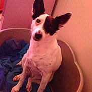 Gri a rejoint le concours — aidez-le/la à gagner de superbes lots ! carnivoran, dog, dog_breed, dog_breed_group, dog_like_mammal, rat_terrier, snout