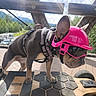 dog, french_bulldog, helmet, goggles, skateboard, harness, leash, outdoor, sunlight, adventure, sports, pet, standing, small_dog, pink_helmet, protective_gear, chain_link_fence, mountains, park, funny